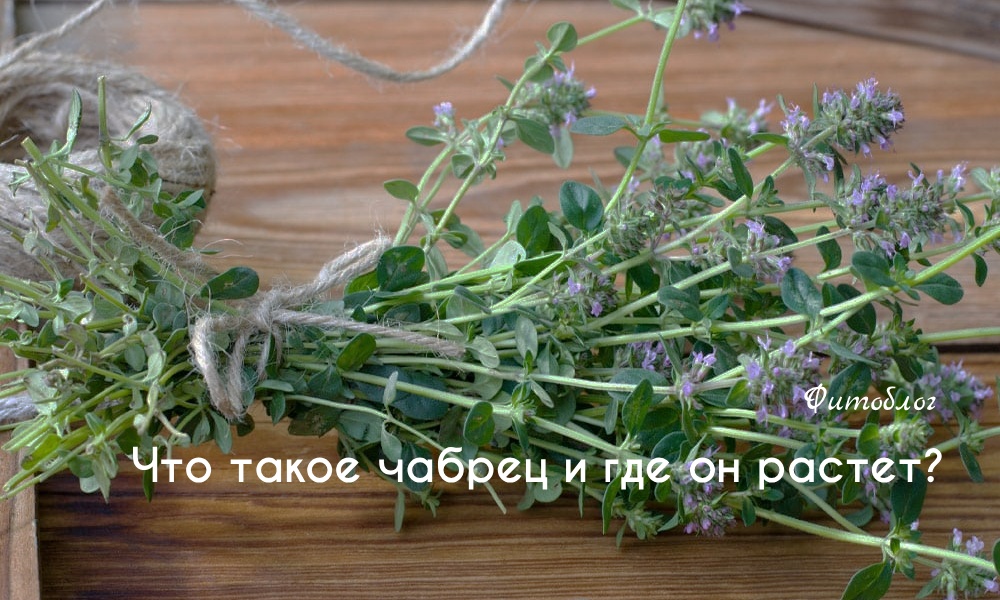 Чабрец: лечебные свойства, польза и применение
