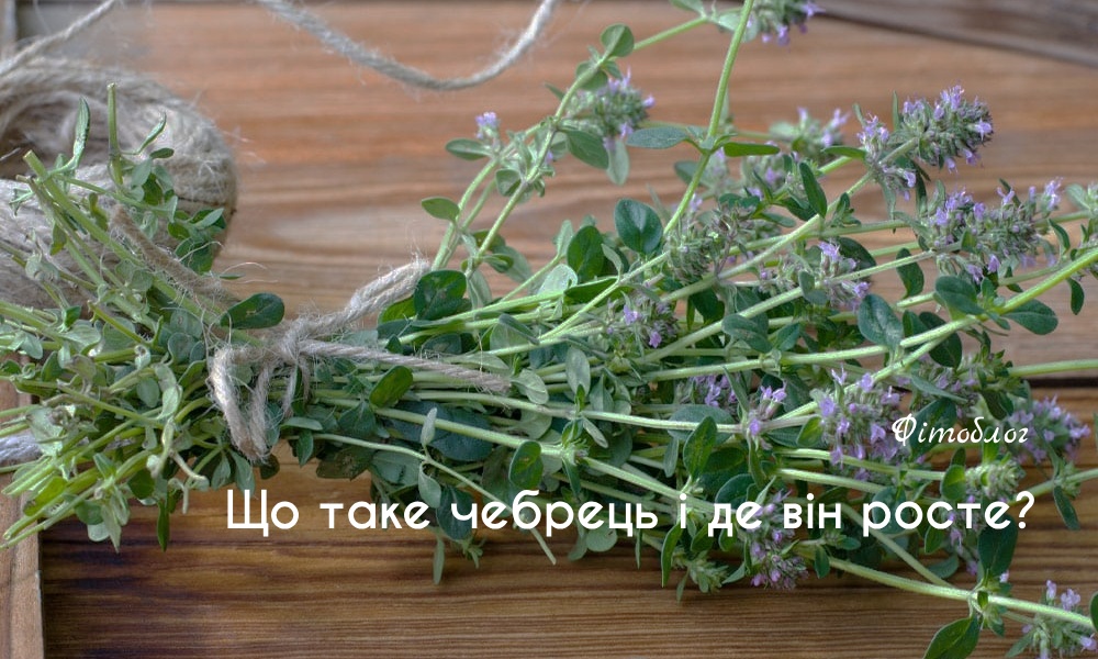 Чабрець: лікувальні властивості, користь та застосування