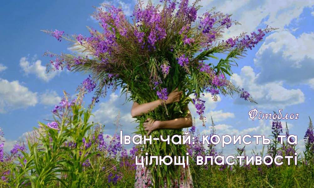 Іван-чай: користь для здоров’я, як заварювати та кому не рекомендується