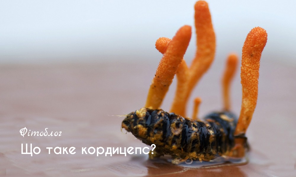 Кордицепс: користь, вплив на імунітет та як правильно приймати