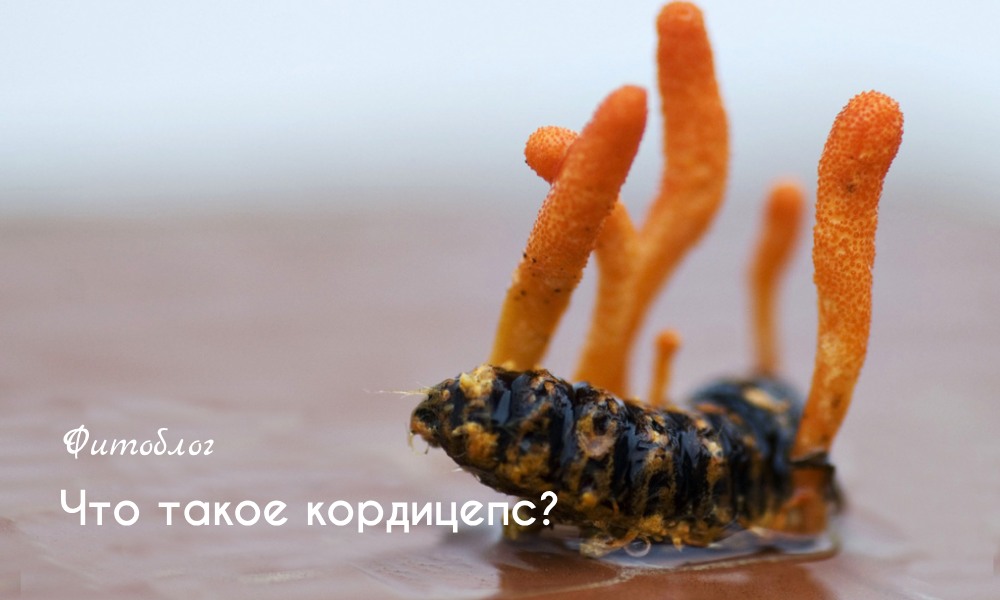 Кордицепс: польза, влияние на иммунитет и как правильно принимать