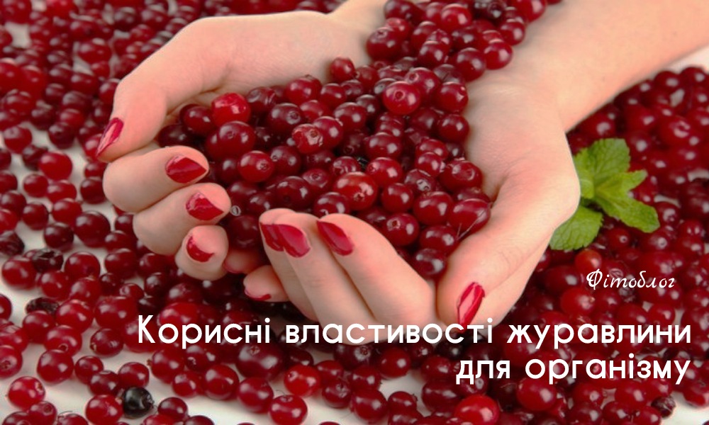 Журавлина (клюква): користь для нирок, імунітету та серця